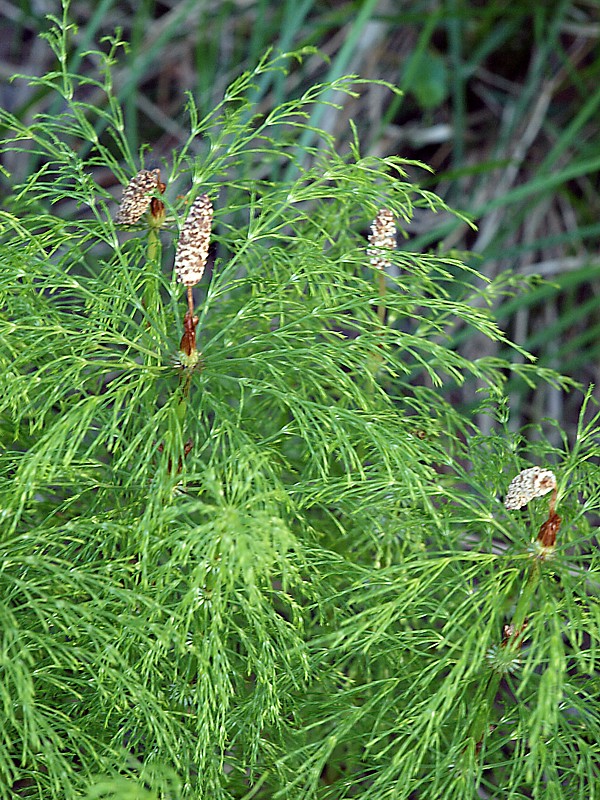 Изображение особи Equisetum sylvaticum.