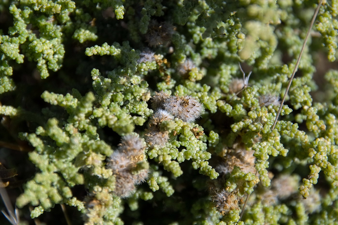 Image of Salsola dendroides specimen.