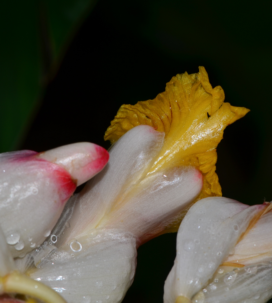 Image of Alpinia zerumbet specimen.