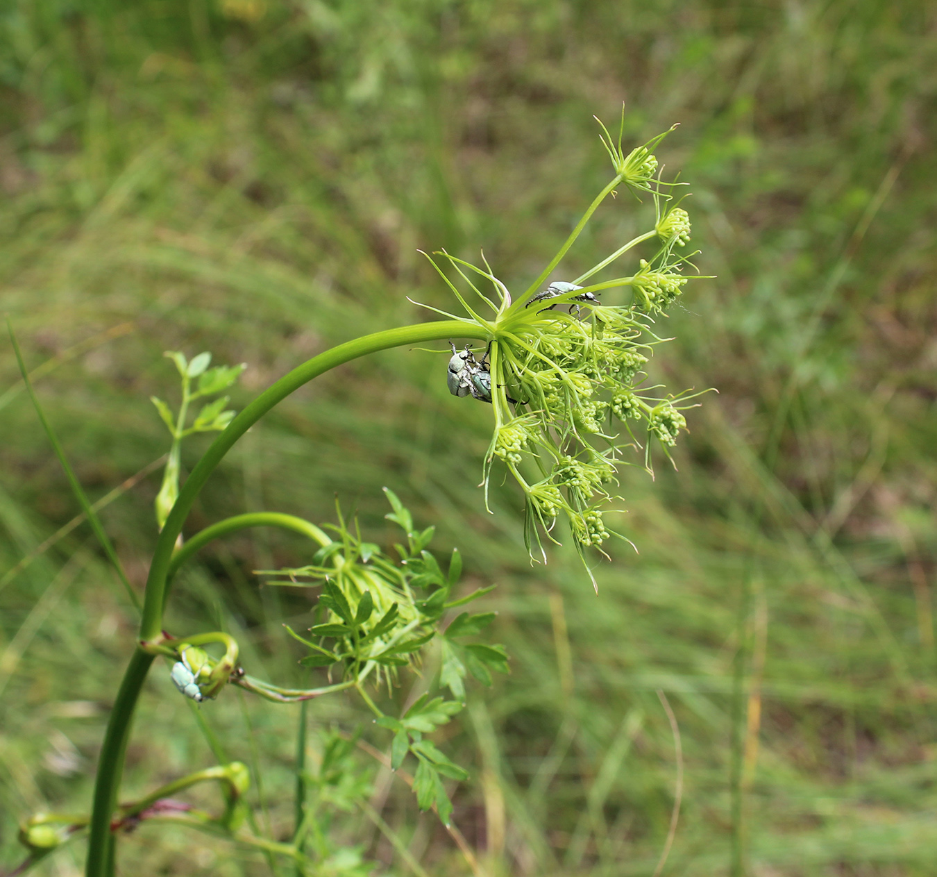 Image of Peucedanum oreoselinum specimen.