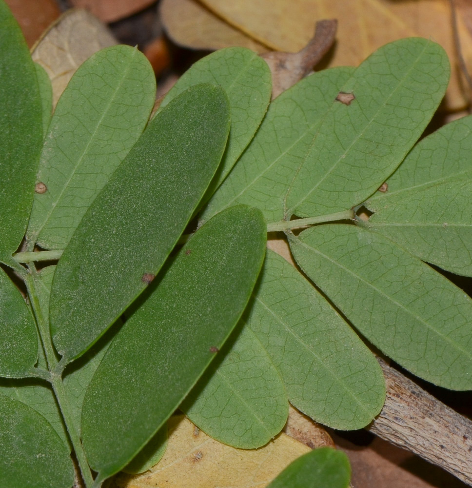 Image of Caesalpinia pulcherrima specimen.