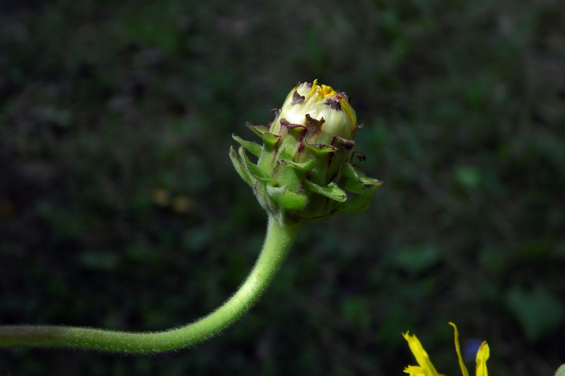 Изображение особи Inula helenium.