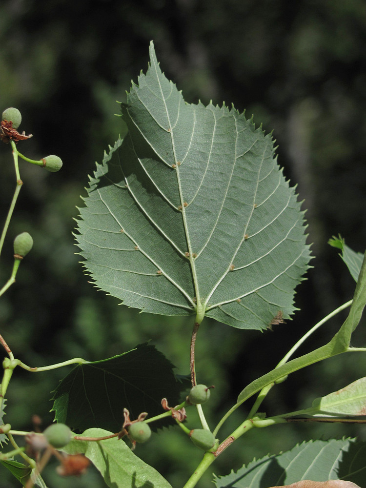 Image of Tilia begoniifolia specimen.