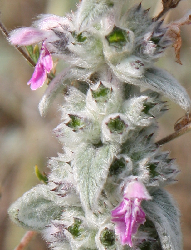 Image of Stachys velata specimen.