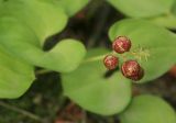 Maianthemum dilatatum