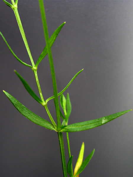 Image of Stellaria graminea specimen.