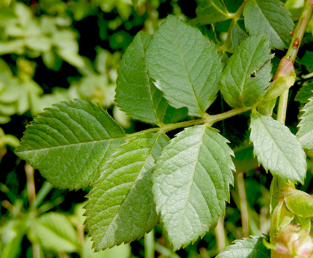 Image of Rosa corymbifera specimen.