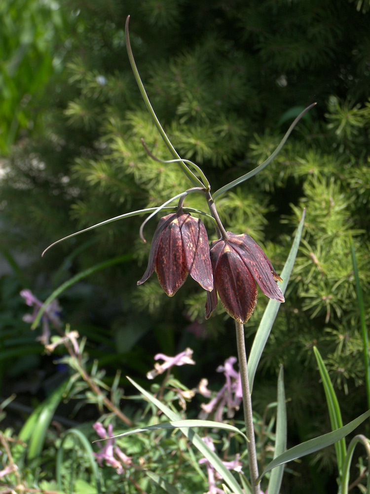 Изображение особи Fritillaria montana.