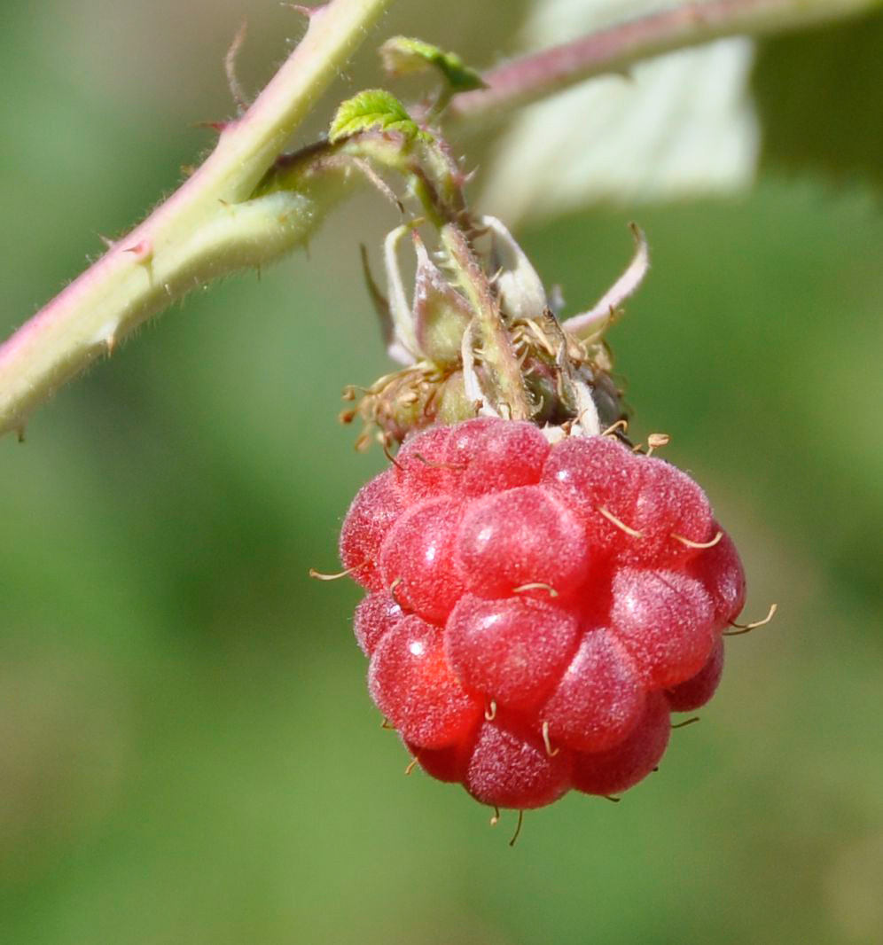 Image of Rubus idaeus specimen.