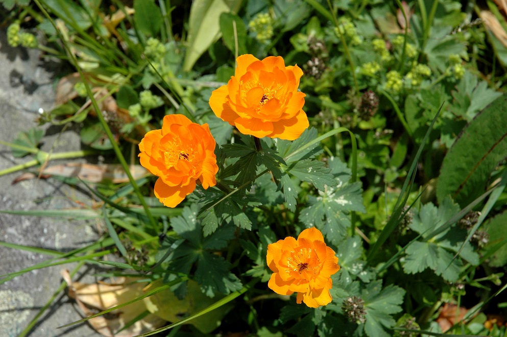 Изображение особи Trollius altaicus.