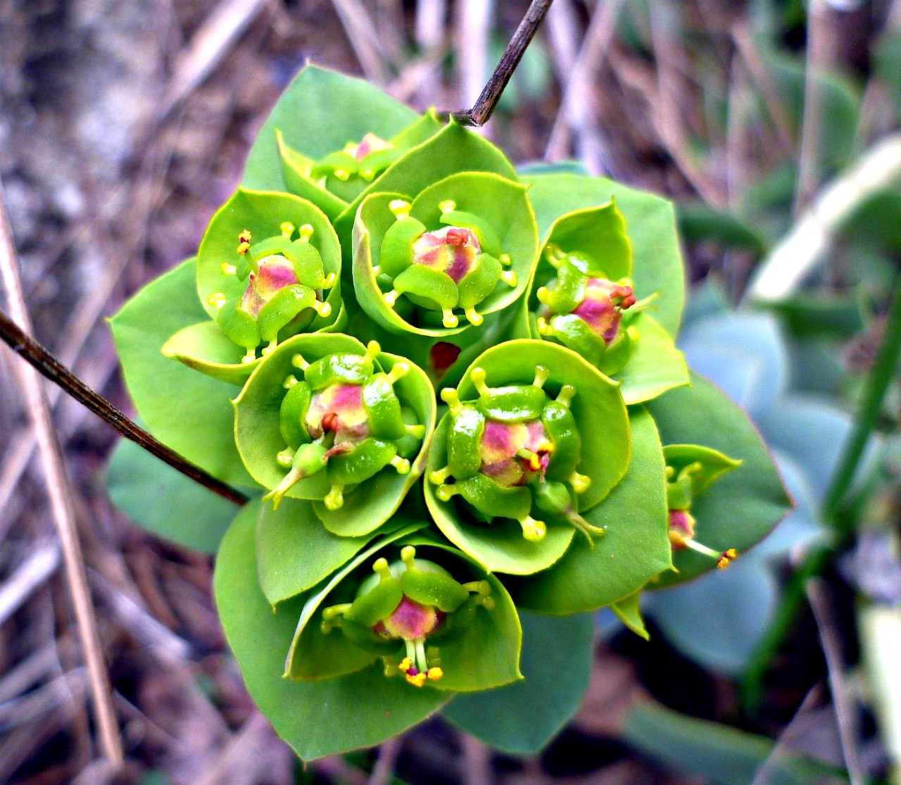 Изображение особи Euphorbia myrsinites.