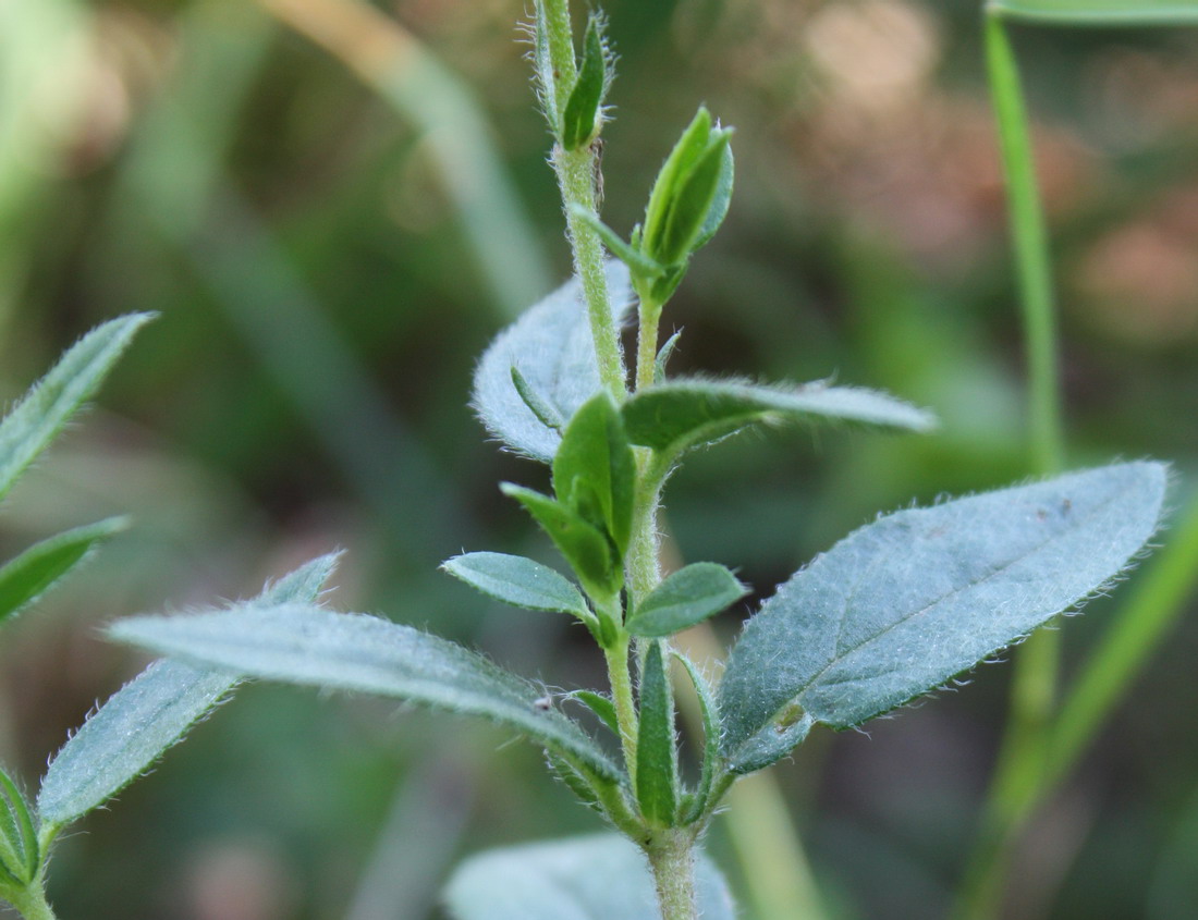 Image of Helianthemum grandiflorum specimen.