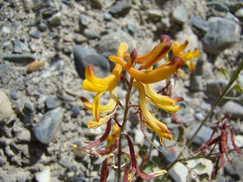 Изображение особи Corydalis schelesnowiana.