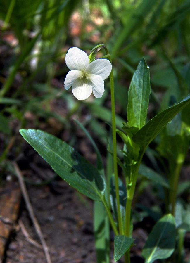 Image of Viola stagnina specimen.