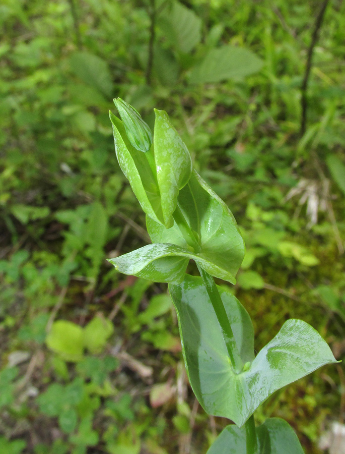 Image of Blackstonia perfoliata specimen.