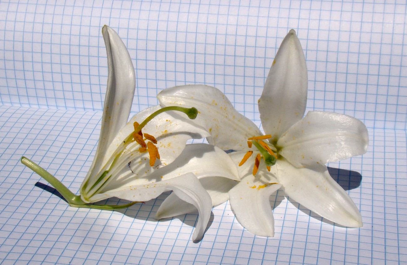 Image of Lilium candidum specimen.