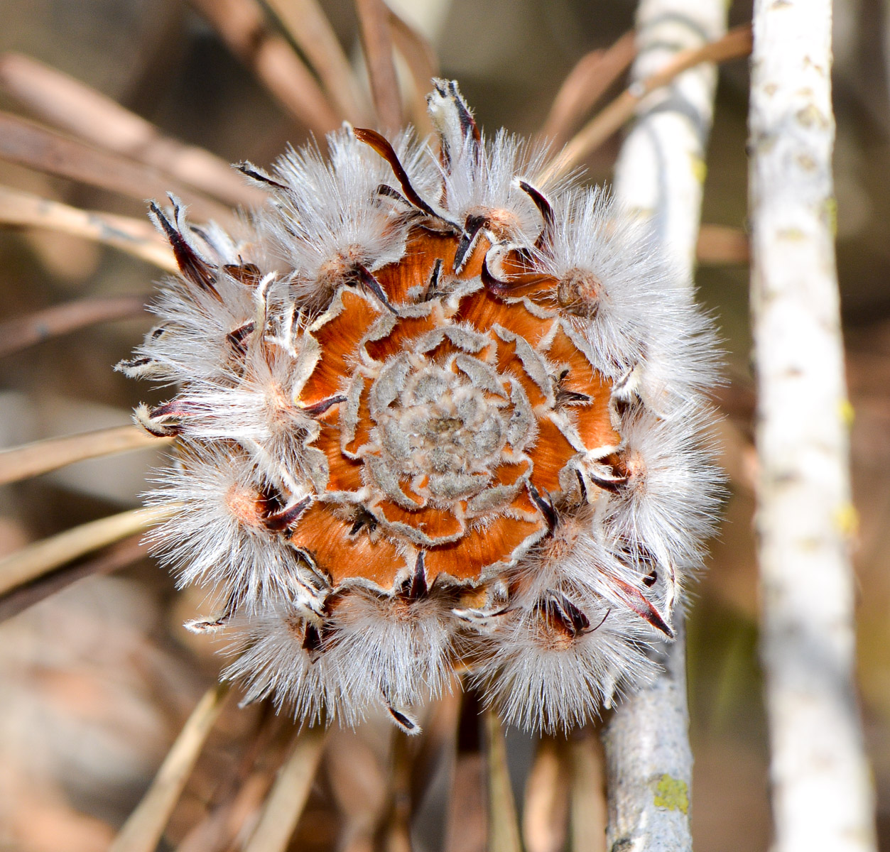 Изображение особи Leucadendron galpinii.