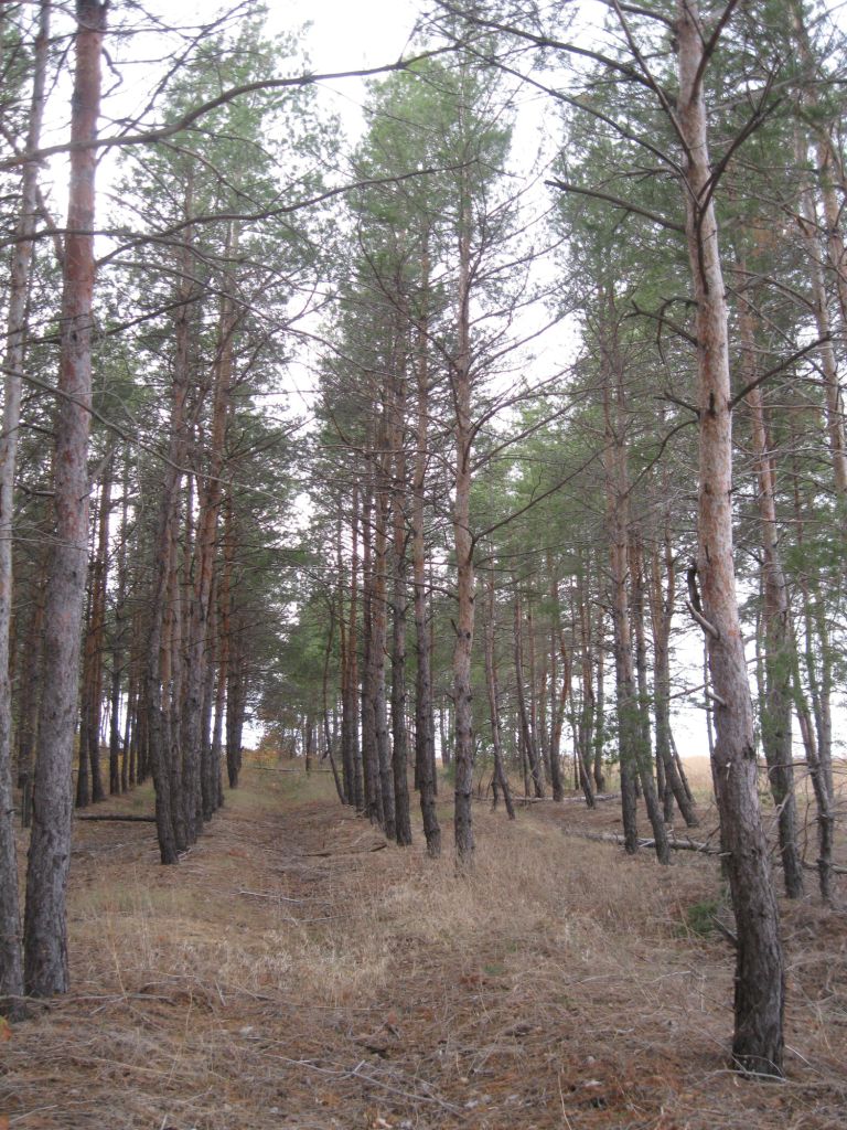 Image of Pinus sylvestris specimen.