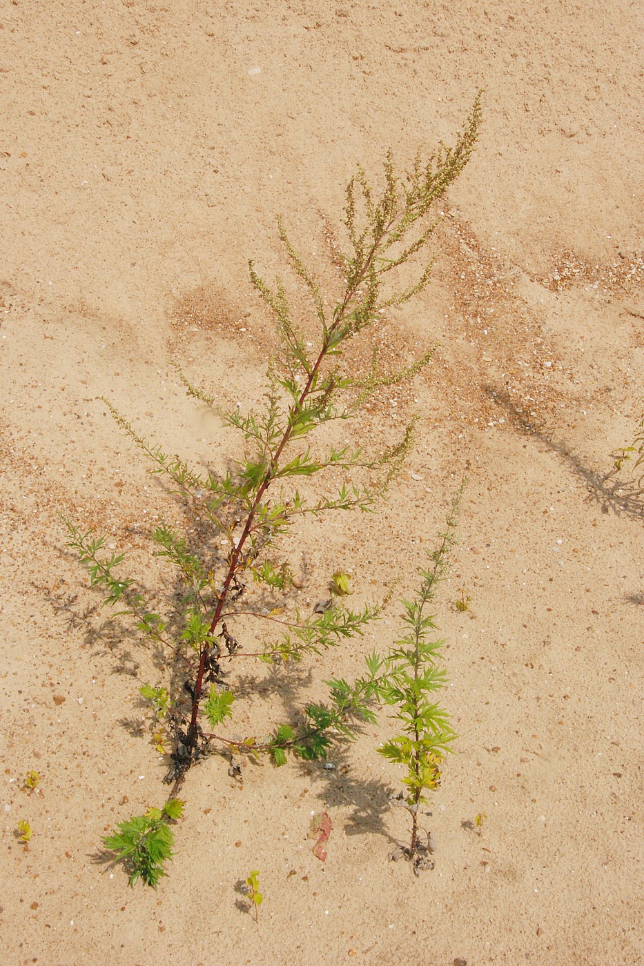 Image of Artemisia vulgaris specimen.