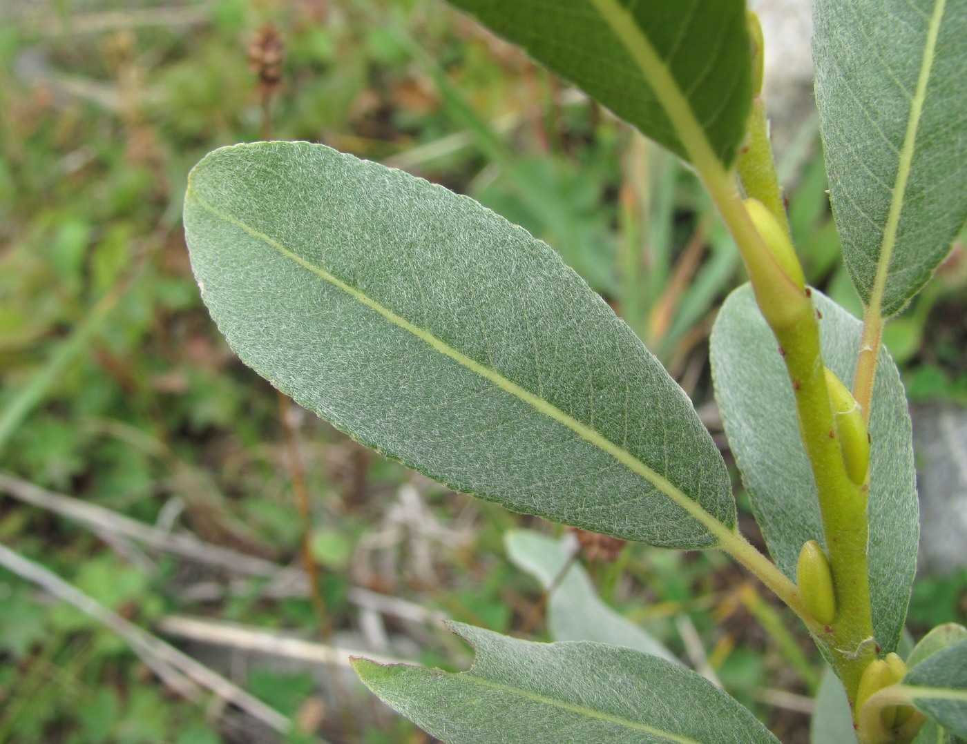 Изображение особи Salix pantosericea.