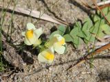 Linaria japonica