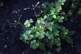 Oxalis stricta