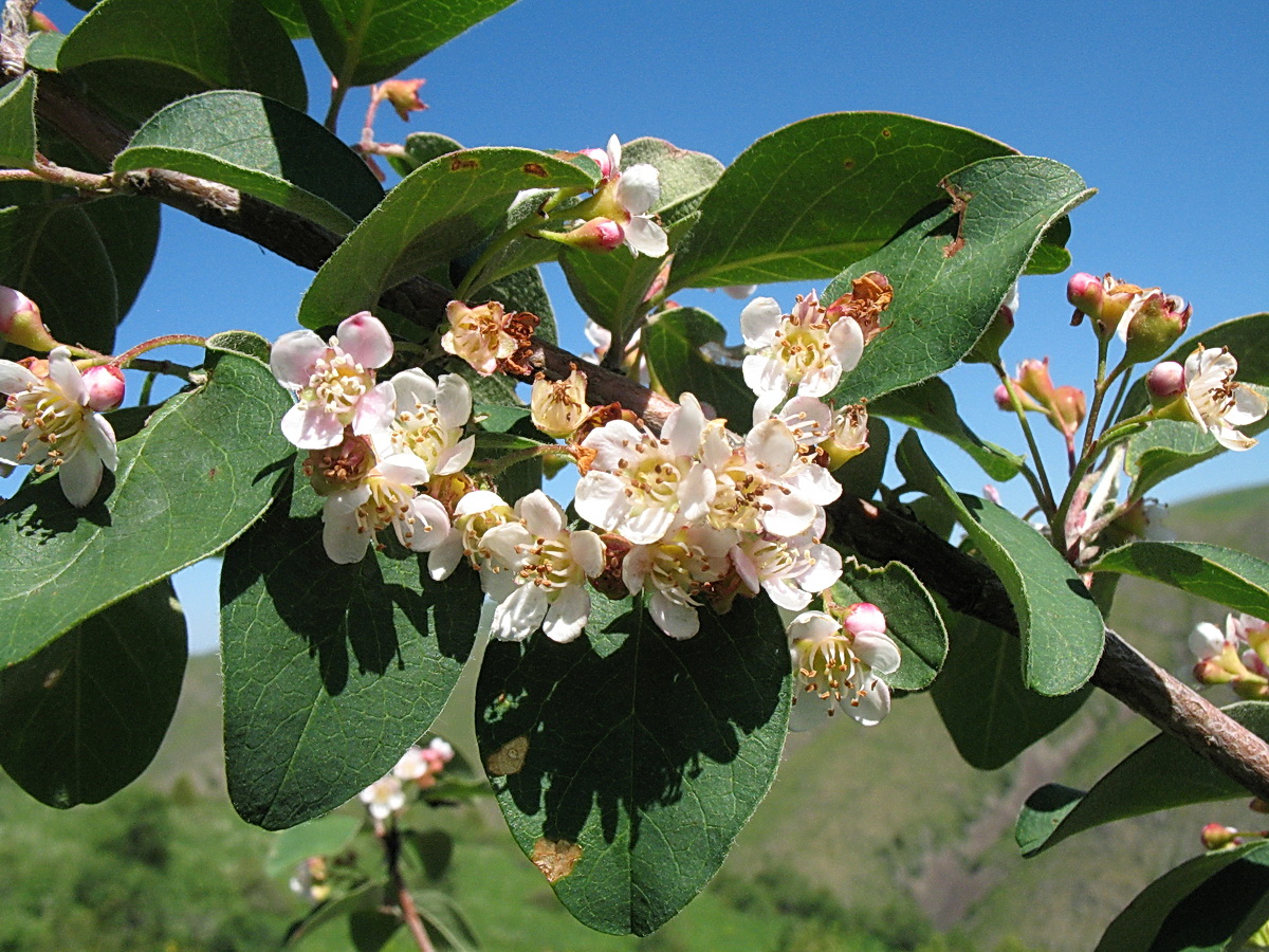 Image of Cotoneaster suavis specimen.