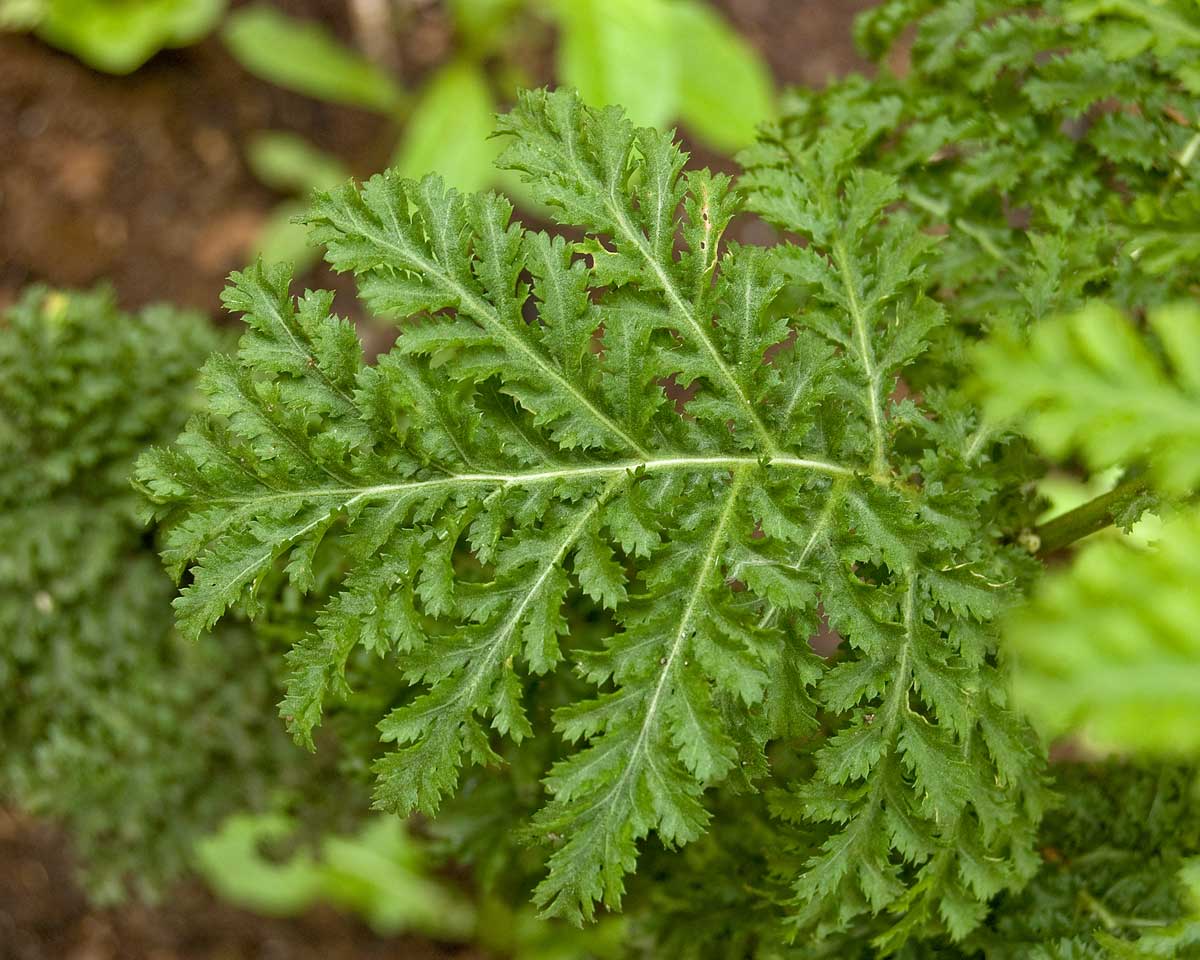 Image of Tanacetum vulgare var. crispum specimen.