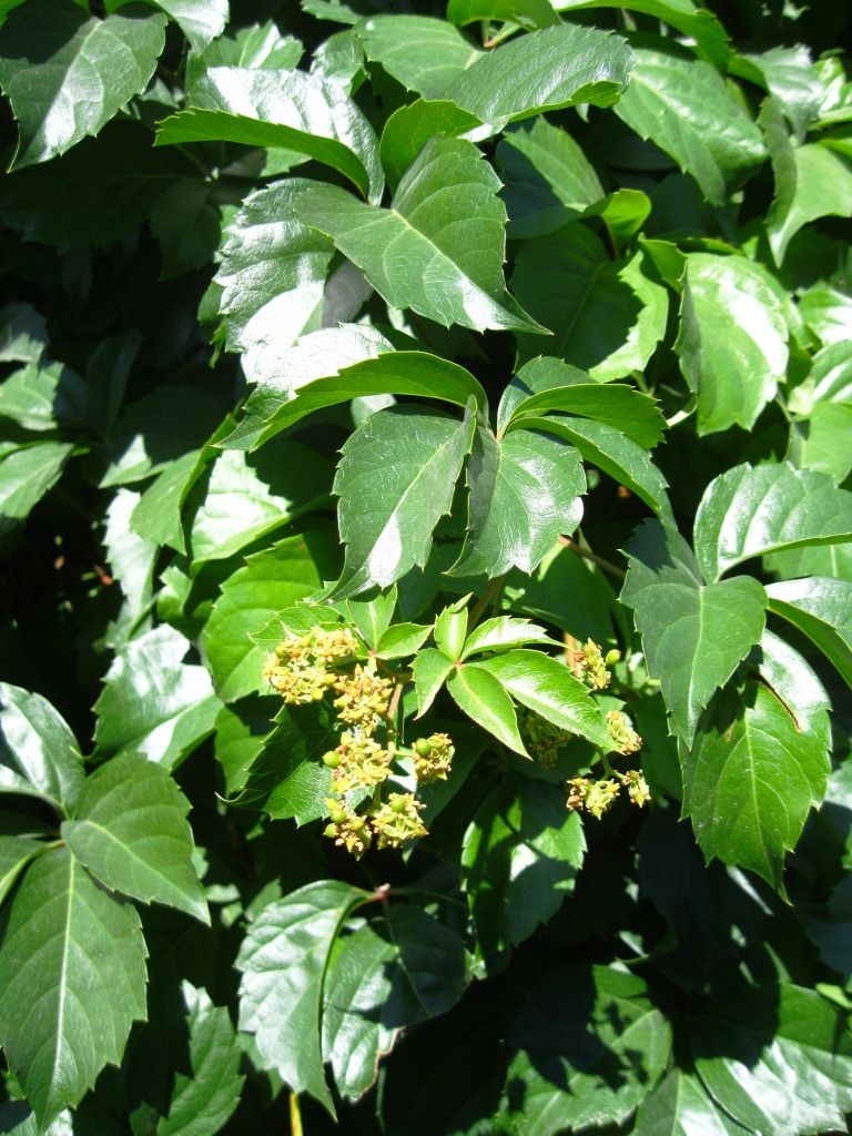 Image of Parthenocissus quinquefolia specimen.