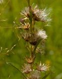 Omalotheca sylvatica. Часть побега с соплодиями и облетающими плодами. Средний Урал, Пермский край, Добрянский р-н, 3 км от ст. Ярино к востоку, опушка смешанного леса. 12 августа 2017 г.