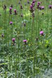 Cirsium rivulare