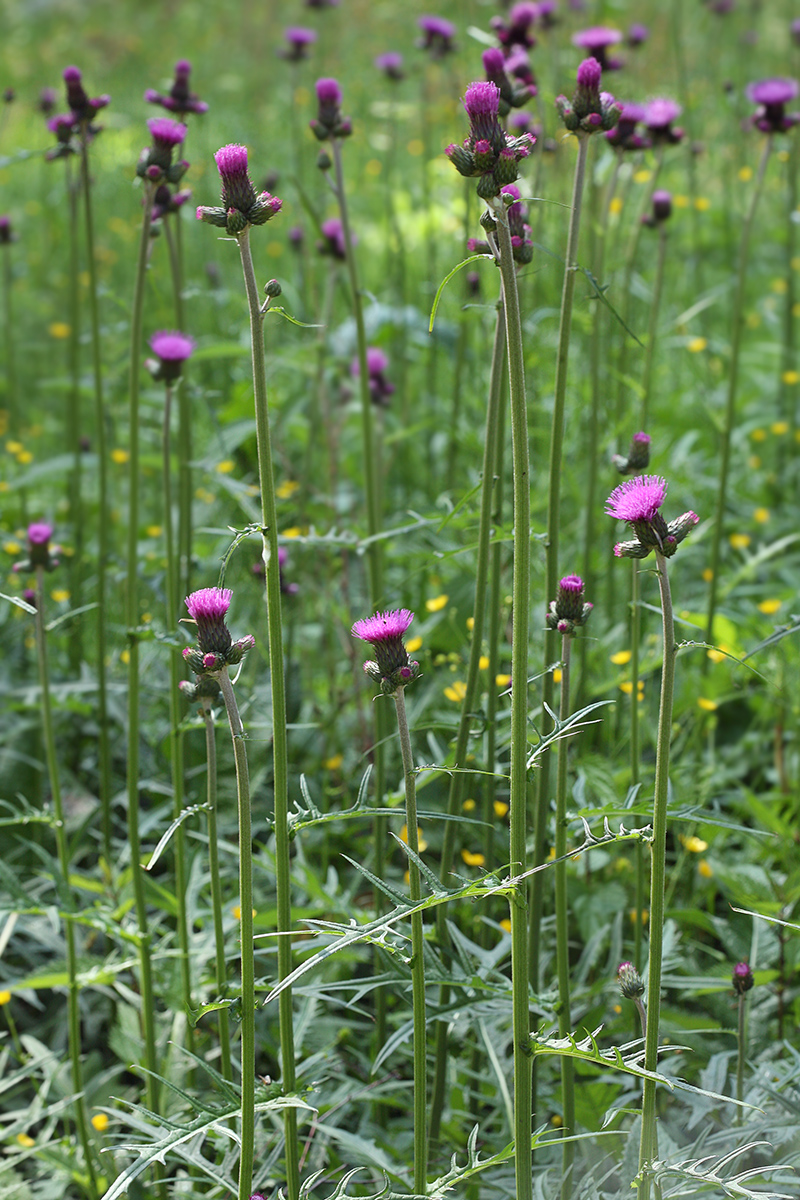 Image of Cirsium rivulare specimen.