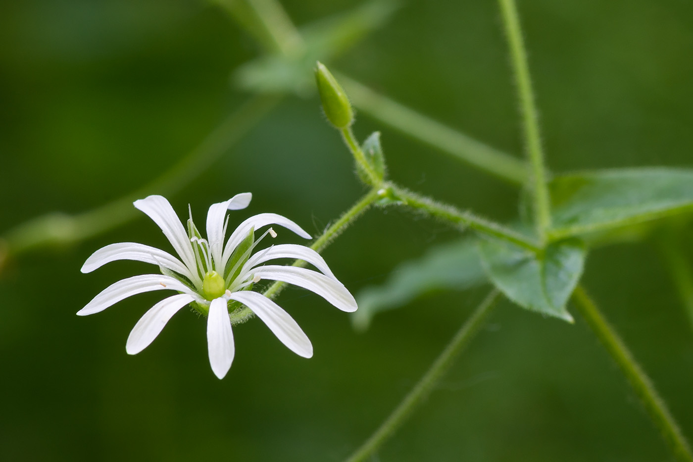 Image of Stellaria nemorum specimen.