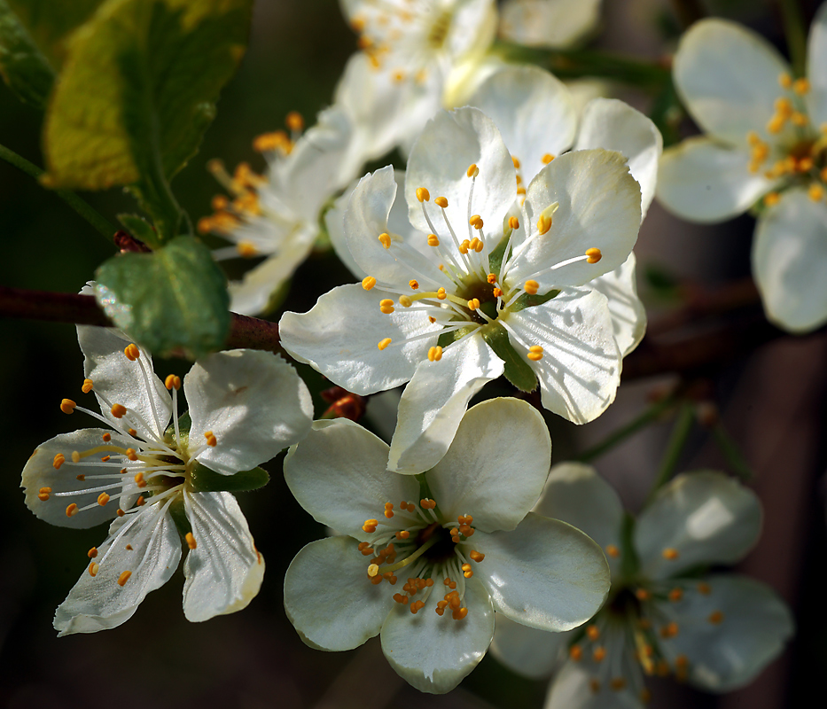 Image of Prunus domestica specimen.