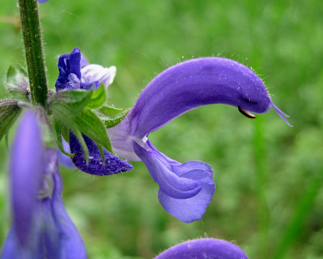 Image of Salvia pratensis specimen.