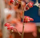 Heuchera sanguinea