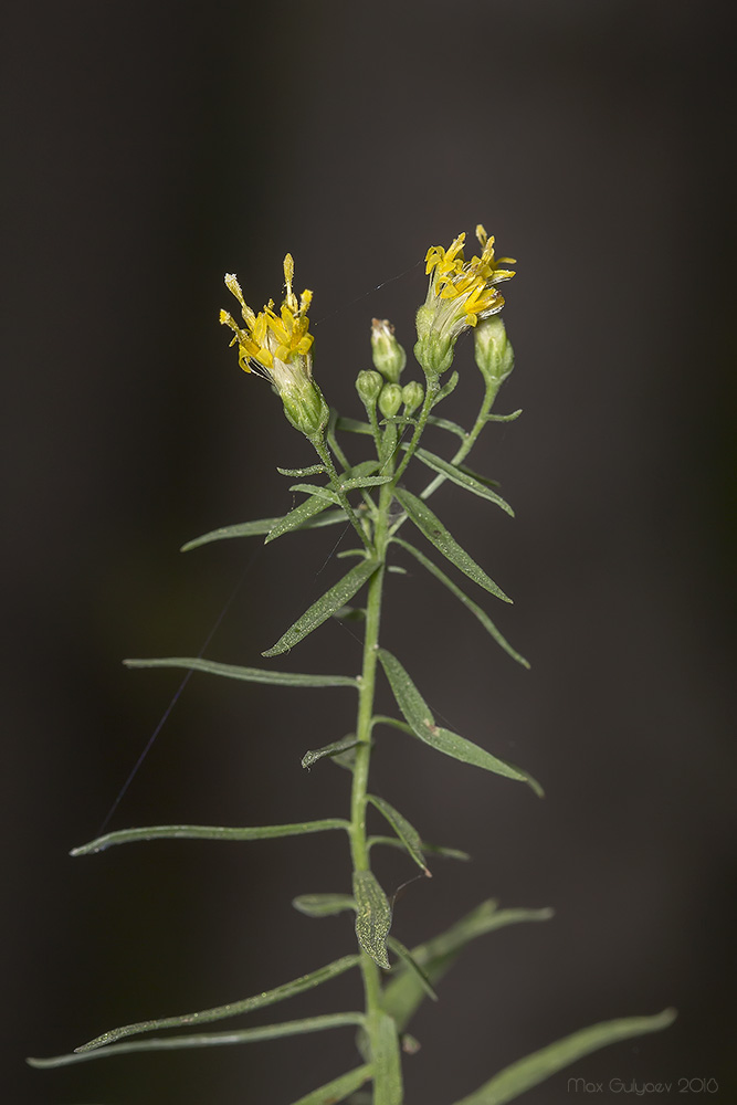 Image of Galatella biflora specimen.