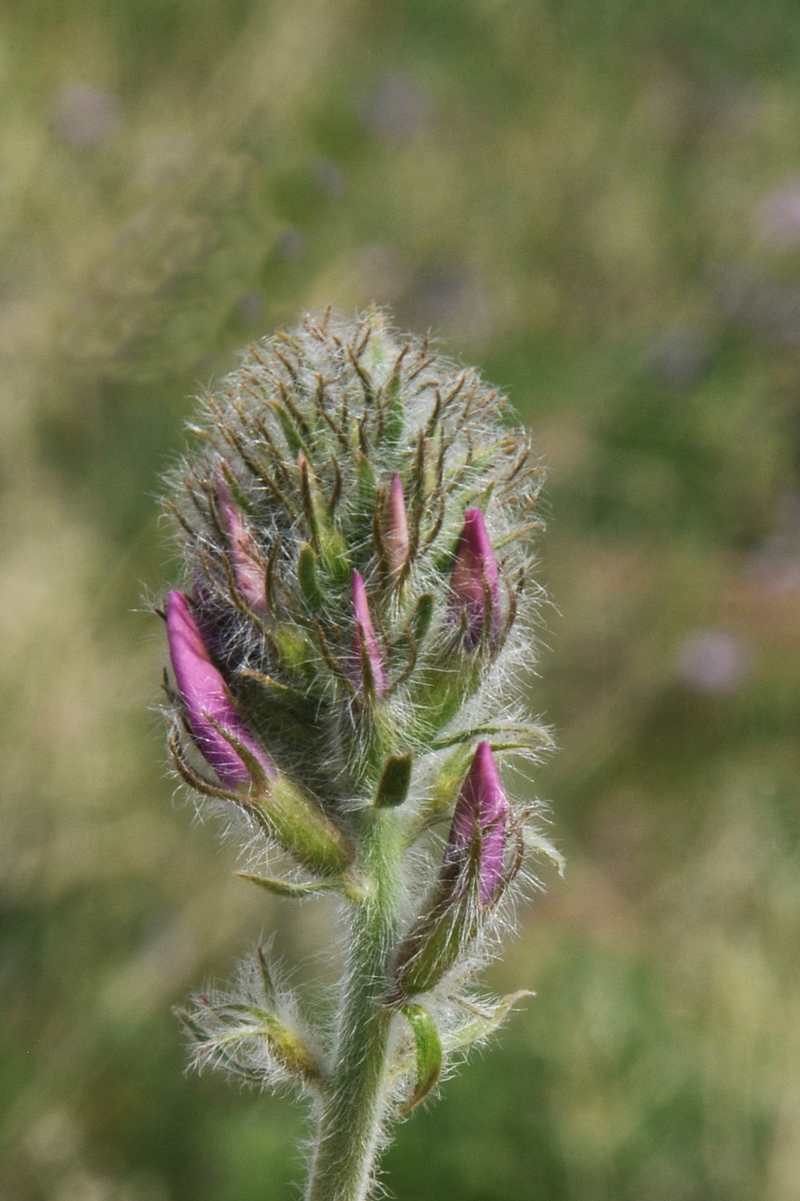 Image of Oxytropis pilosissima specimen.