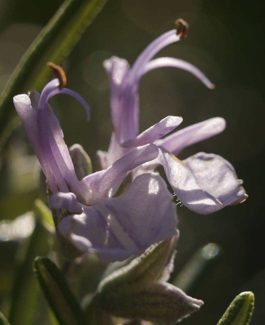 Изображение особи Rosmarinus officinalis.