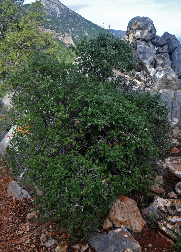 Image of Quercus coccifera specimen.