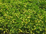 Смотреть изображение Waldsteinia geoides