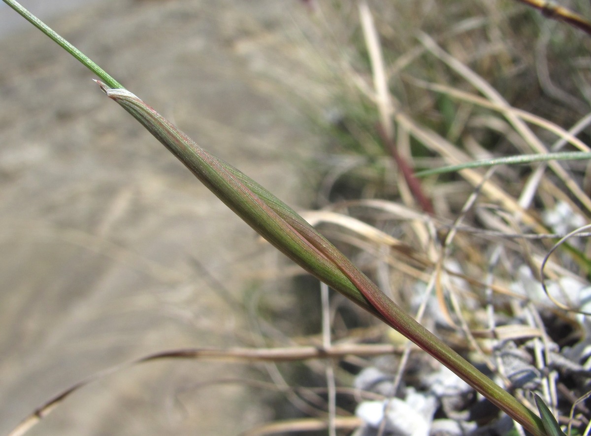 Image of Alopecurus vaginatus specimen.