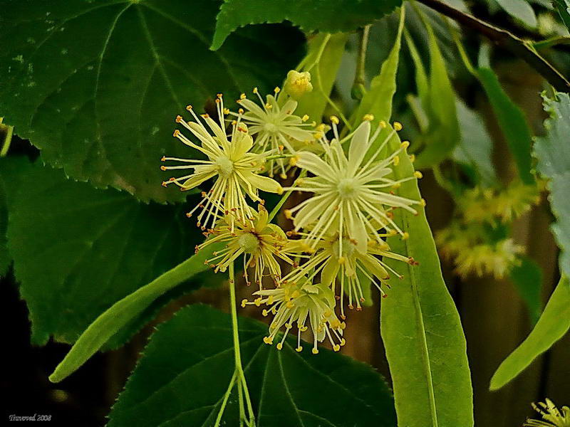 Image of Tilia cordata specimen.