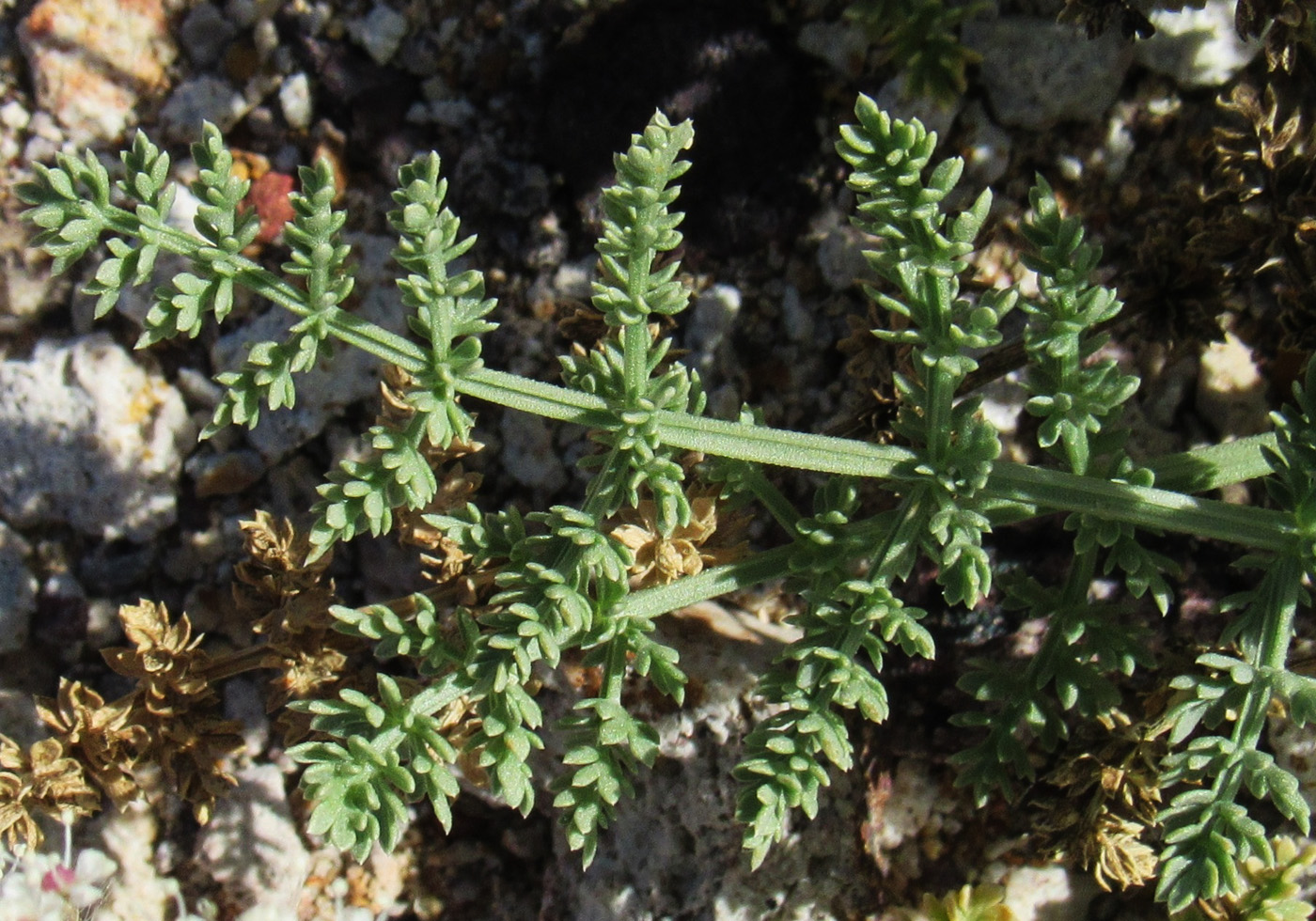 Image of Schrenkia vaginata specimen.