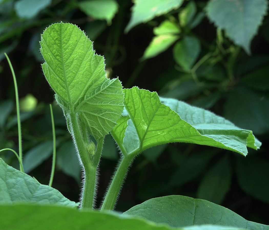 Image of Cucurbita pepo specimen.