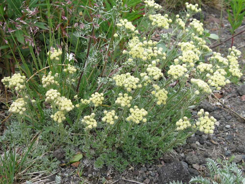 Image of Artemisia glomerata specimen.