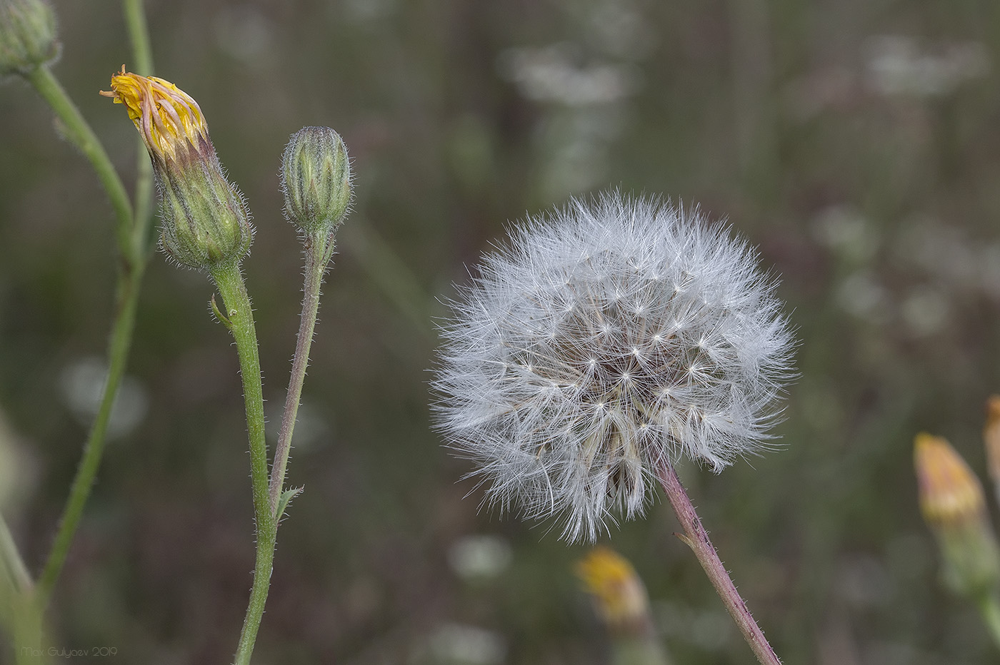 Image of Crepis rhoeadifolia specimen.