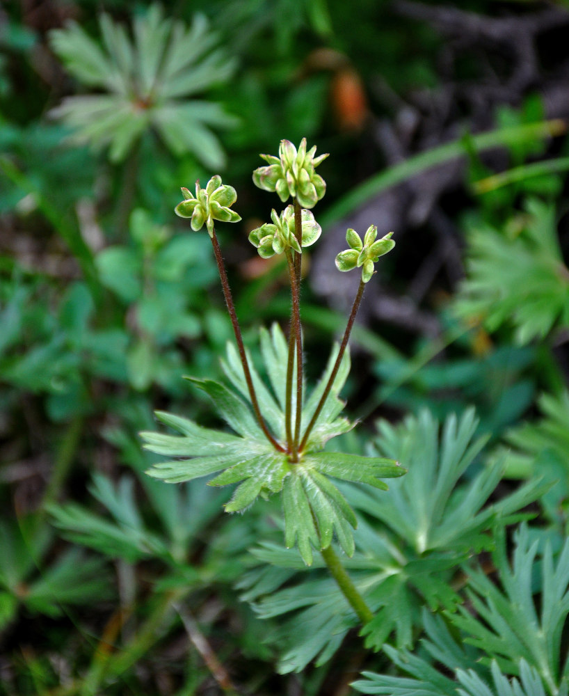 Image of Anemonastrum biarmiense specimen.