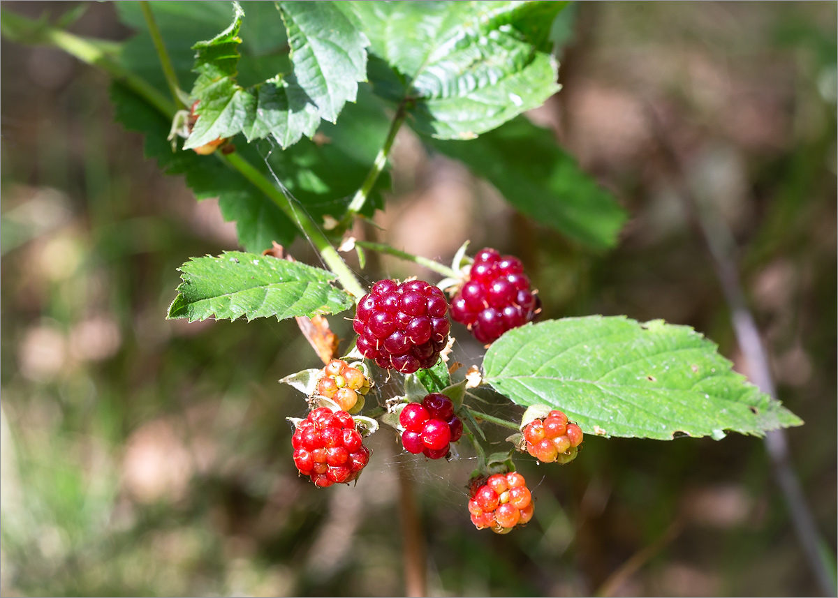 Изображение особи Rubus nessensis.