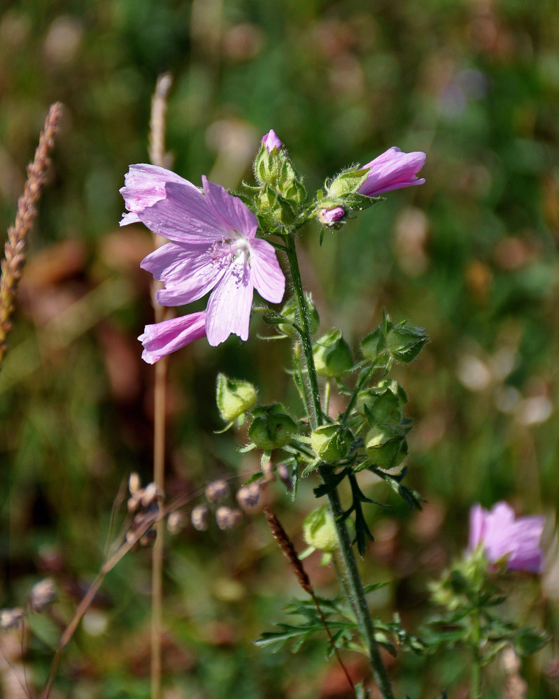 Image of Malva moschata specimen.